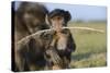 Chacma Baboon (Papio Ursinus) Infant Playing with Ostrich Feather-Tony Phelps-Stretched Canvas