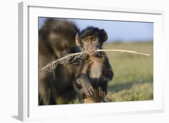 Chacma Baboon (Papio Ursinus) Infant Playing with Ostrich Feather-Tony Phelps-Framed Photographic Print