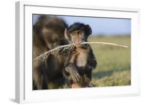 Chacma Baboon (Papio Ursinus) Infant Playing with Ostrich Feather-Tony Phelps-Framed Photographic Print