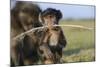 Chacma Baboon (Papio Ursinus) Infant Playing with Ostrich Feather-Tony Phelps-Mounted Photographic Print