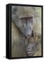 Chacma Baboon (Papio Ursinus) Licking a Wound-James Hager-Framed Stretched Canvas