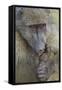 Chacma Baboon (Papio Ursinus) Licking a Wound-James Hager-Framed Stretched Canvas