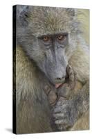 Chacma Baboon (Papio Ursinus) Licking a Wound-James Hager-Stretched Canvas