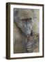 Chacma Baboon (Papio Ursinus) Licking a Wound-James Hager-Framed Photographic Print