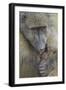 Chacma Baboon (Papio Ursinus) Licking a Wound-James Hager-Framed Photographic Print