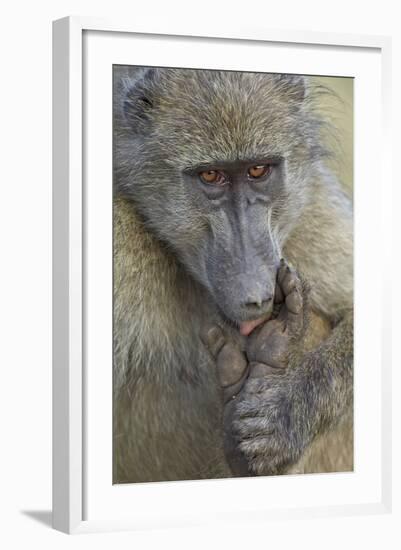 Chacma Baboon (Papio Ursinus) Licking a Wound-James Hager-Framed Photographic Print