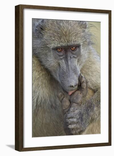 Chacma Baboon (Papio Ursinus) Licking a Wound-James Hager-Framed Photographic Print