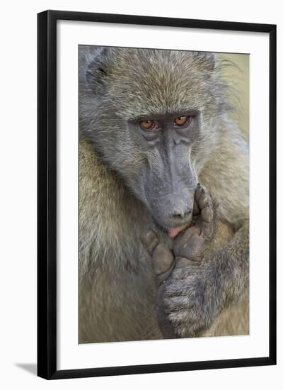 Chacma Baboon (Papio Ursinus) Licking a Wound-James Hager-Framed Photographic Print