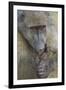 Chacma Baboon (Papio Ursinus) Licking a Wound-James Hager-Framed Photographic Print