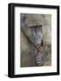 Chacma Baboon (Papio Ursinus) Licking a Wound-James Hager-Framed Photographic Print