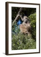 Chacma Baboon (Papio Ursinus), Mashatu Game Reserve, Botswana, Africa-Sergio-Framed Photographic Print