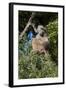 Chacma Baboon (Papio Ursinus), Mashatu Game Reserve, Botswana, Africa-Sergio-Framed Photographic Print