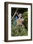 Chacma Baboon (Papio Ursinus), Mashatu Game Reserve, Botswana, Africa-Sergio-Framed Photographic Print