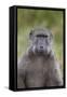 Chacma Baboon (Papio Ursinus)-James Hager-Framed Stretched Canvas