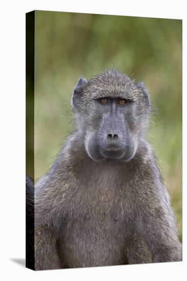 Chacma Baboon (Papio Ursinus)-James Hager-Stretched Canvas