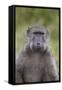 Chacma Baboon (Papio Ursinus)-James Hager-Framed Stretched Canvas