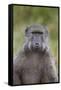 Chacma Baboon (Papio Ursinus)-James Hager-Framed Stretched Canvas