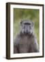 Chacma Baboon (Papio Ursinus)-James Hager-Framed Photographic Print