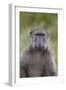 Chacma Baboon (Papio Ursinus)-James Hager-Framed Photographic Print