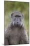 Chacma Baboon (Papio Ursinus)-James Hager-Mounted Photographic Print