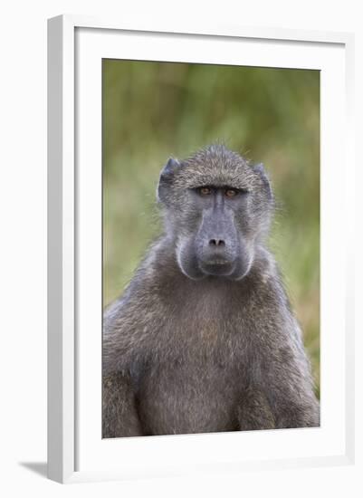 Chacma Baboon (Papio Ursinus)-James Hager-Framed Photographic Print