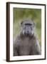 Chacma Baboon (Papio Ursinus)-James Hager-Framed Photographic Print