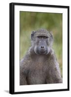 Chacma Baboon (Papio Ursinus)-James Hager-Framed Photographic Print