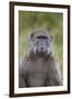 Chacma Baboon (Papio Ursinus)-James Hager-Framed Photographic Print