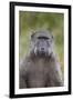 Chacma Baboon (Papio Ursinus)-James Hager-Framed Photographic Print