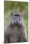 Chacma Baboon (Papio Ursinus)-James Hager-Mounted Photographic Print