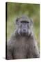 Chacma Baboon (Papio Ursinus)-James Hager-Stretched Canvas