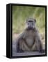 Chacma Baboon (Papio Ursinus)-James Hager-Framed Stretched Canvas