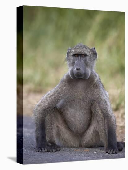 Chacma Baboon (Papio Ursinus)-James Hager-Stretched Canvas