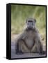 Chacma Baboon (Papio Ursinus)-James Hager-Framed Stretched Canvas