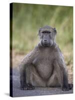Chacma Baboon (Papio Ursinus)-James Hager-Stretched Canvas
