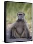 Chacma Baboon (Papio Ursinus)-James Hager-Framed Stretched Canvas