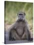 Chacma Baboon (Papio Ursinus)-James Hager-Stretched Canvas