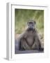 Chacma Baboon (Papio Ursinus)-James Hager-Framed Photographic Print