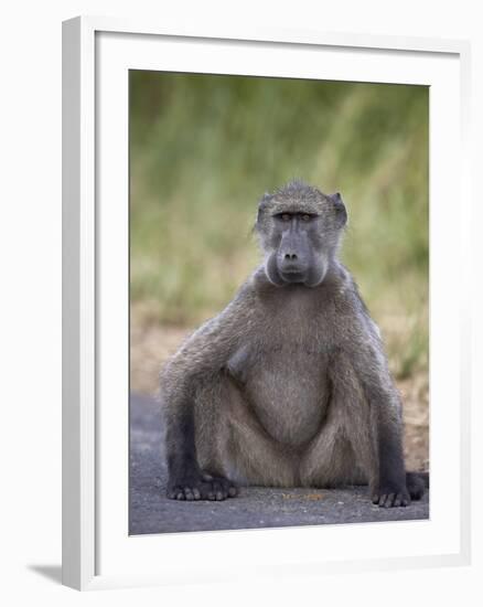 Chacma Baboon (Papio Ursinus)-James Hager-Framed Photographic Print