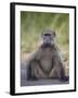 Chacma Baboon (Papio Ursinus)-James Hager-Framed Photographic Print