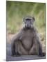 Chacma Baboon (Papio Ursinus)-James Hager-Mounted Photographic Print