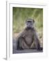 Chacma Baboon (Papio Ursinus)-James Hager-Framed Photographic Print