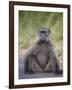 Chacma Baboon (Papio Ursinus)-James Hager-Framed Photographic Print