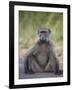 Chacma Baboon (Papio Ursinus)-James Hager-Framed Photographic Print