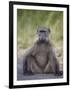 Chacma Baboon (Papio Ursinus)-James Hager-Framed Photographic Print