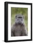 Chacma Baboon (Papio Ursinus)-James Hager-Framed Photographic Print