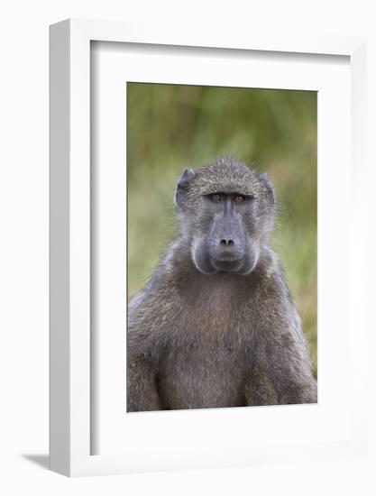 Chacma Baboon (Papio Ursinus)-James Hager-Framed Photographic Print