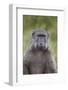 Chacma Baboon (Papio Ursinus)-James Hager-Framed Photographic Print