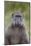 Chacma Baboon (Papio Ursinus)-James Hager-Mounted Photographic Print