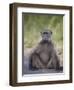 Chacma Baboon (Papio Ursinus)-James Hager-Framed Premium Photographic Print